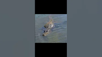 Jak dlouho může aligátor zůstat mimo vodu?