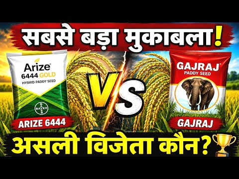 Arize 6444 गोल्ड और गजराज पैडी में कौन है असली बादशाह? पूरी सच्चाई सामने आ गई