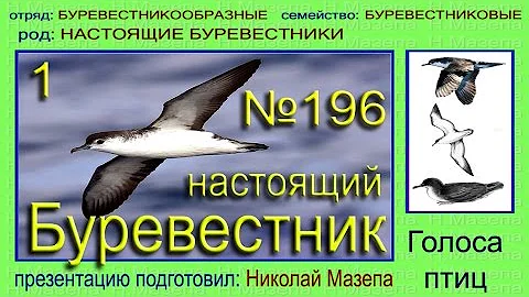 Буревестник. Настоящие буревестники. Голоса птиц