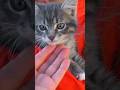 Ярослава спасла маленького котенка #видеодлядетей #котики #детивидео #длядетей #котята #детскийвлог
