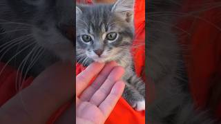 Ярослава спасла маленького котенка #видеодлядетей #котики #детивидео #длядетей #котята #детскийвлог