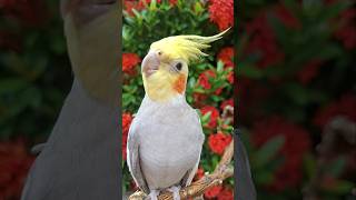 #calopsita #shorts #bird #