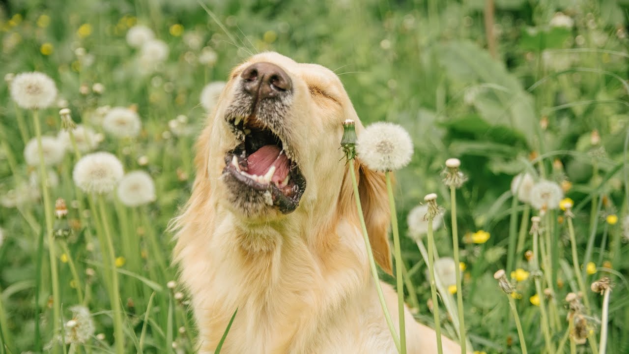 FURst Aid: Allergies in Dogs and Cats