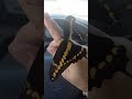 Butterfly Comes for a Visit