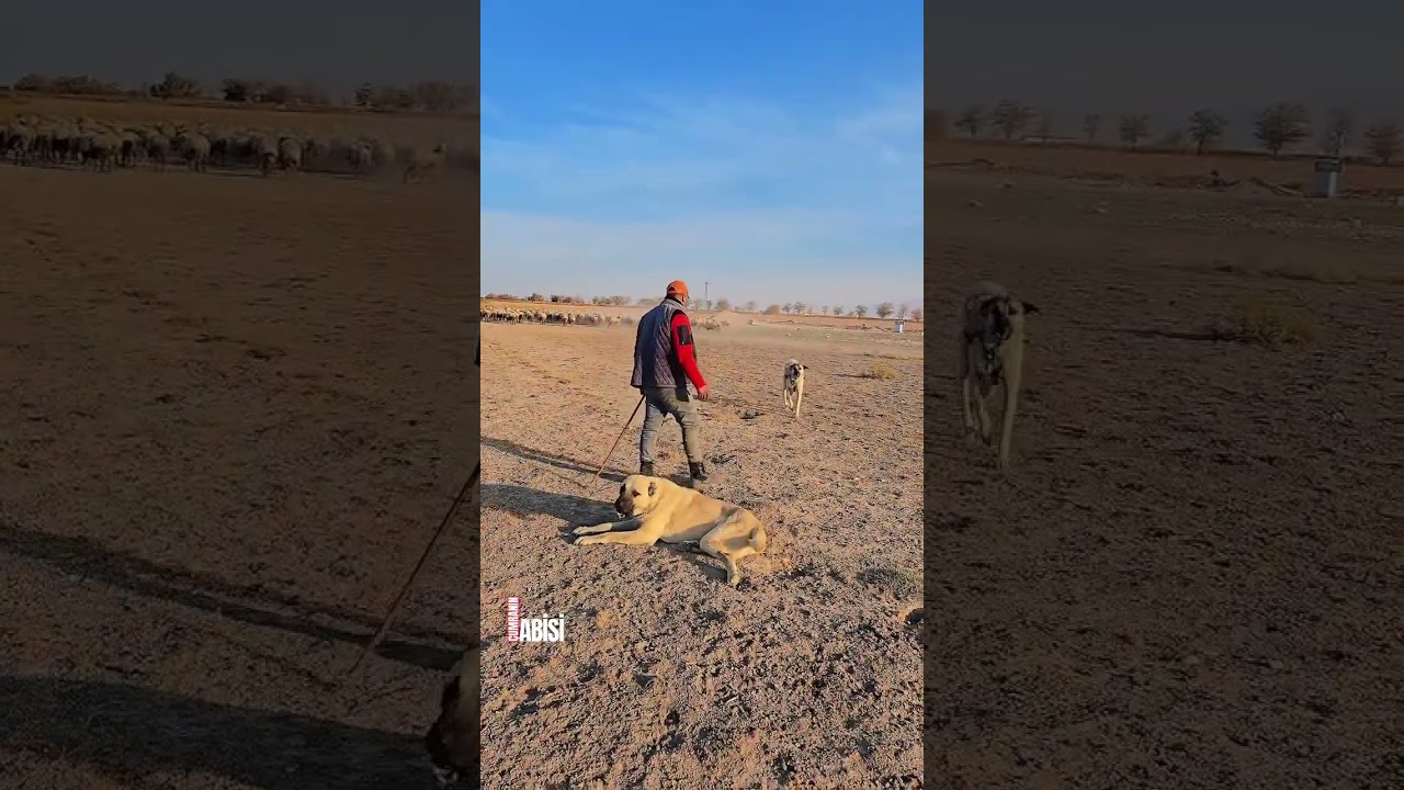 Ürünlüde necip Abimiz ile birlikteyiz