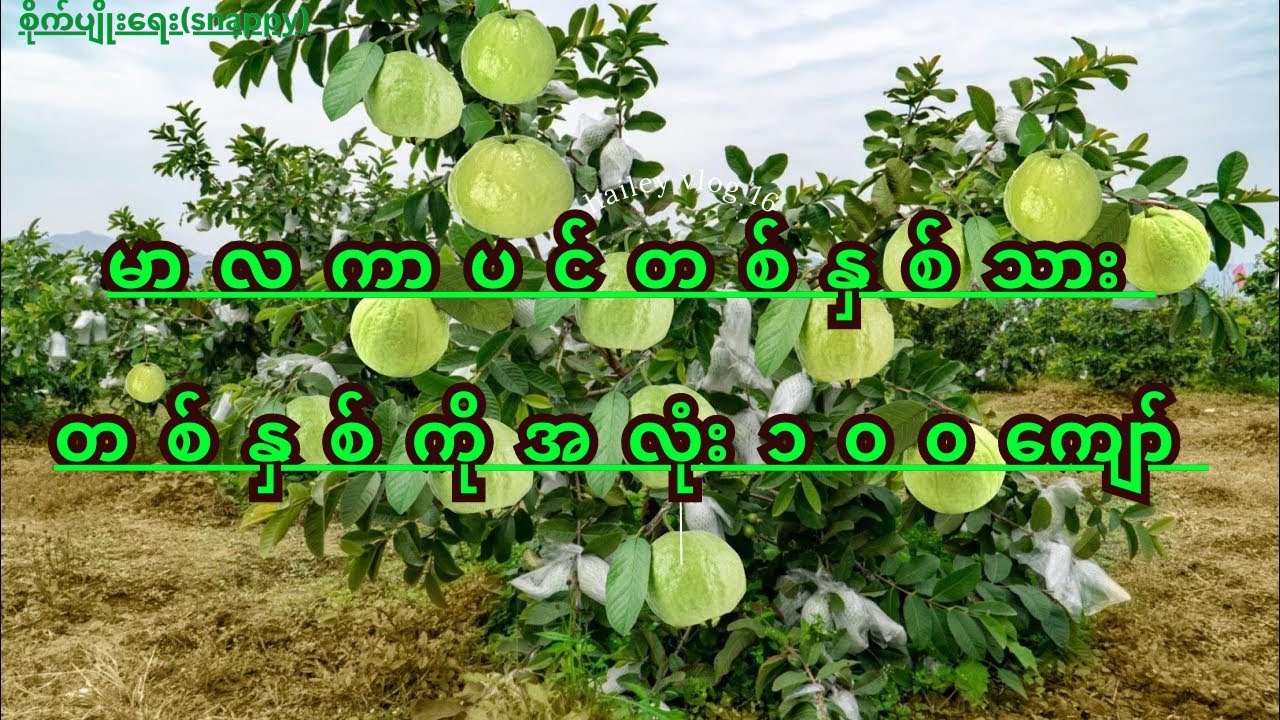 မာလကာစီးပွားဖြစ်စိုက်လို့ရပါတယ်(တစ်ပင်အလုံးရာကျော်သီးပါတယ်)