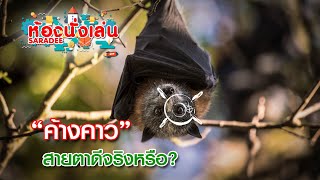 ห้องนั่งเล่นสาระดี I “ค้างคาว” สายตาดีจริงหรือ? I พีเอสไอสาระดี 99 I ช่องสารคดีมีชีวิต