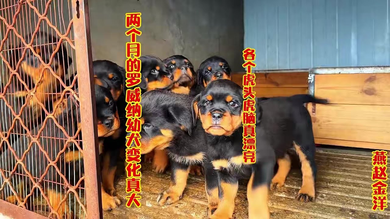 两个月的罗威纳幼犬变化真大，各个虎头虎脑真漂亮