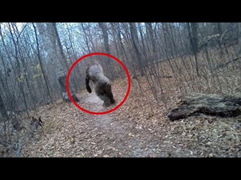 Vidéo: Dans Les Forêts Canadiennes, Un énorme Yéti Poilu A été Photographié Debout à Côté D'un Arbre