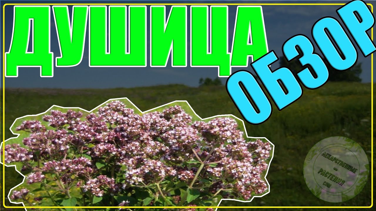 ДУШИЦА описание, другие названия, виды, как выглядит, где растет | ОРЕГАНО и ДУШИЦА это одно и тоже!