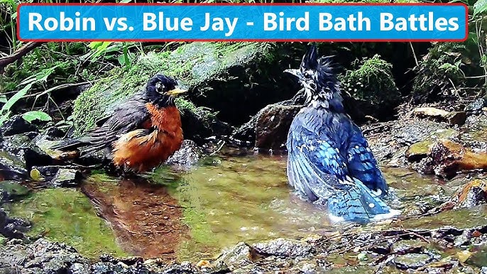 Diverse Family: Bratt Mockingbird Is Raising Baby Blue Jay 