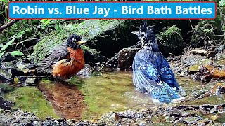 Robin Vs Blue Jay - Wild Bird Bath Battles In 4K