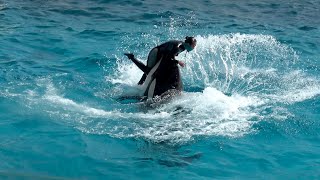 Killer Whale Show at Kamogawa Sea World 【4K】 by Supli Abi 1,646,397 views 3 years ago 10 minutes, 25 seconds