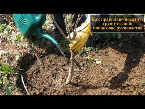 Как правильно посадить