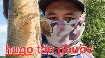 câu cá lóc cuối mùa lũ và cái kết @thaithanhfishing