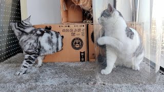 There is a hint of confusion in the kitten’s eyes, and the kitten’s confusing behavior. by Furry Elf 404 views 5 months ago 3 minutes, 49 seconds