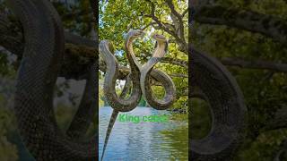 Two King cobra big snake fight on 🌳 #adventure #fighting #shortvideo #trending #shorts #snake #cobra