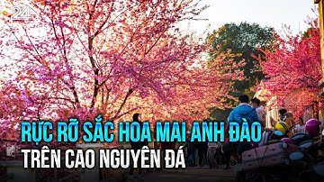 Rực rỡ sắc hoa mai anh đào trên cao nguyên đá | VTV24