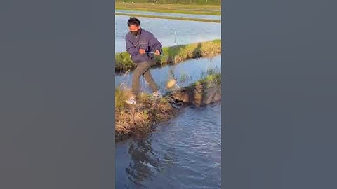 Tangkap ikan salmon di sawah jepang [sawah di jepang banyak sekali ikannya  ] #jepang #ikan  vart 28
