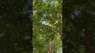 #tree#nature#walking#nice#music#goodthing