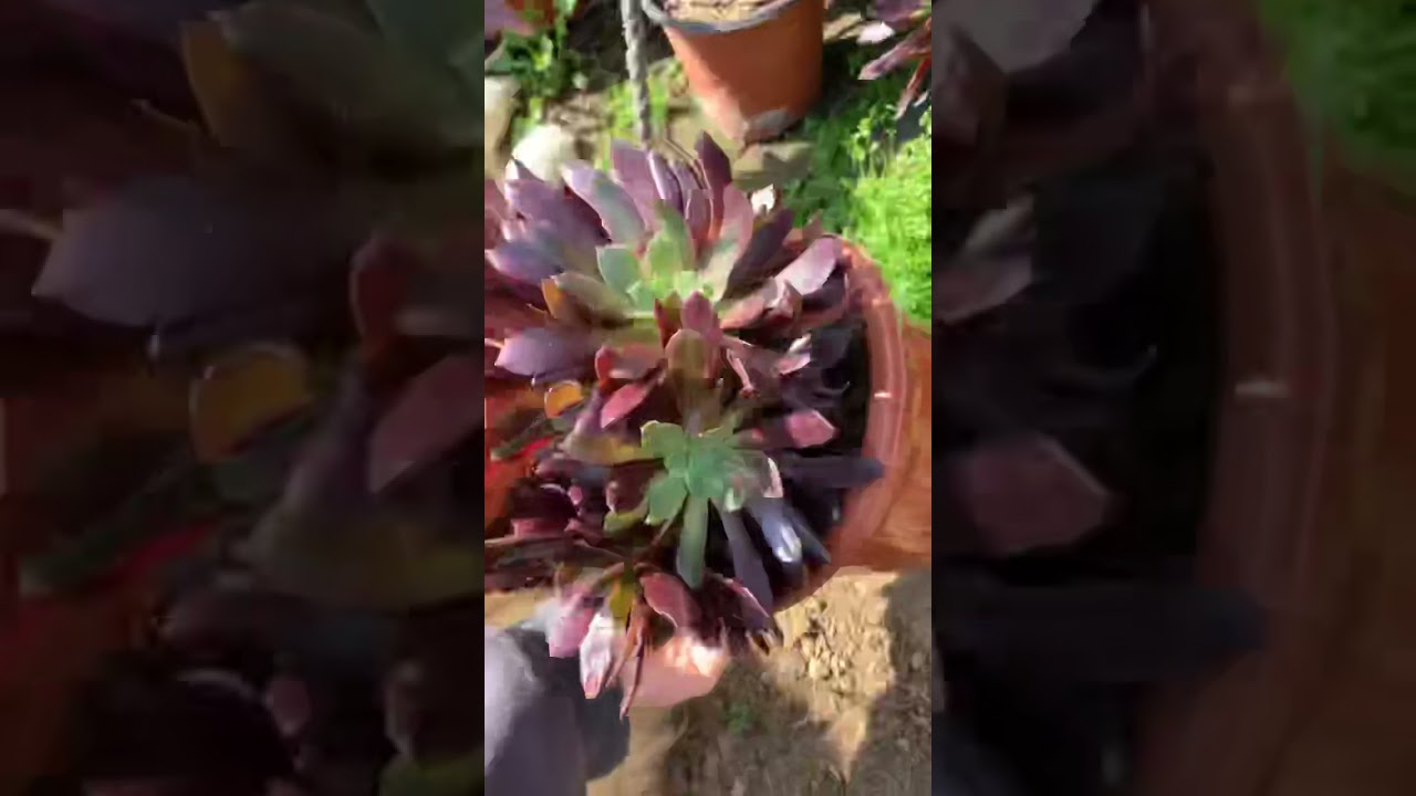 赤霞飞多肉植物法师succulents Youtube