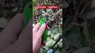 Download Lagu Strike Serindit Jantan #itoypetualang #serindit #shorts MP3 Download Lagu Strike Serindit Jantan #itoypetualang #serindit #shorts MP3