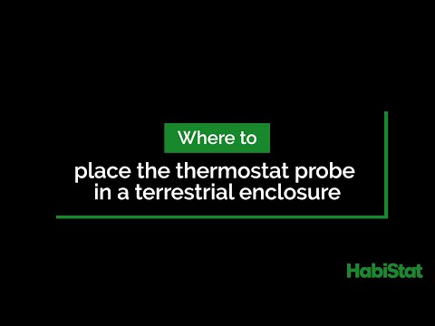 Where to place the thermostat probe in a terrestrial enclosure