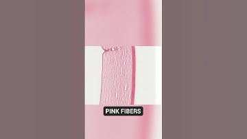 Eye under the Microscope | Cornea, Bowman’s Layer & Descemet