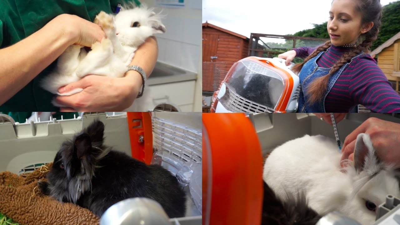 Come With Us To The Vets! | Rabbits Get Vaccinations 
