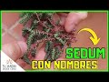 🔴 ¿Conoces estas 5 ESPECIES de Sedum? + [Resultado SORTEO] 😏