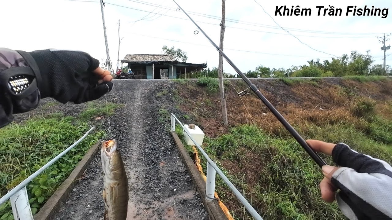 Câu cá lóc Tân Phú Đông Tập #100 Mưa nước kênh nhiều cá cắn mồi là nhảy