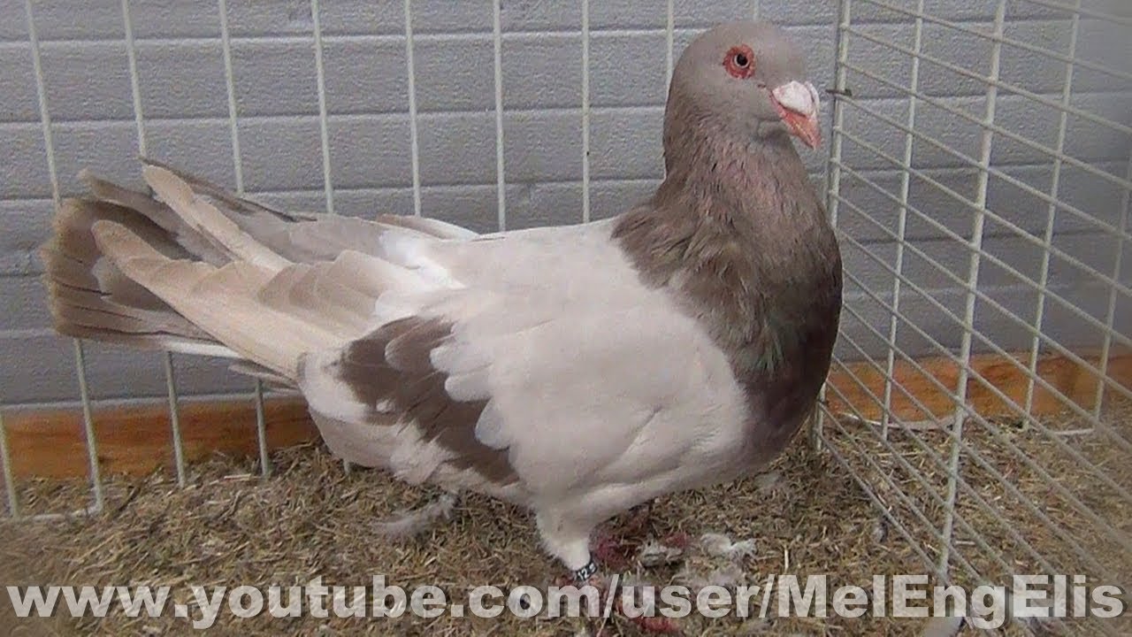 " The biggest pigeon in the world " Runt Pigeon Römer Taube Piccione Romano YouTube