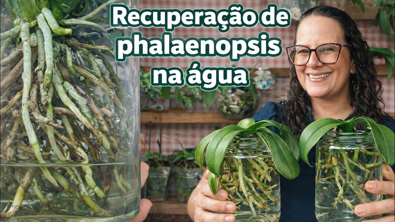 🛑COMO RECUPERO ALGUMAS PHALAENOPSIS??