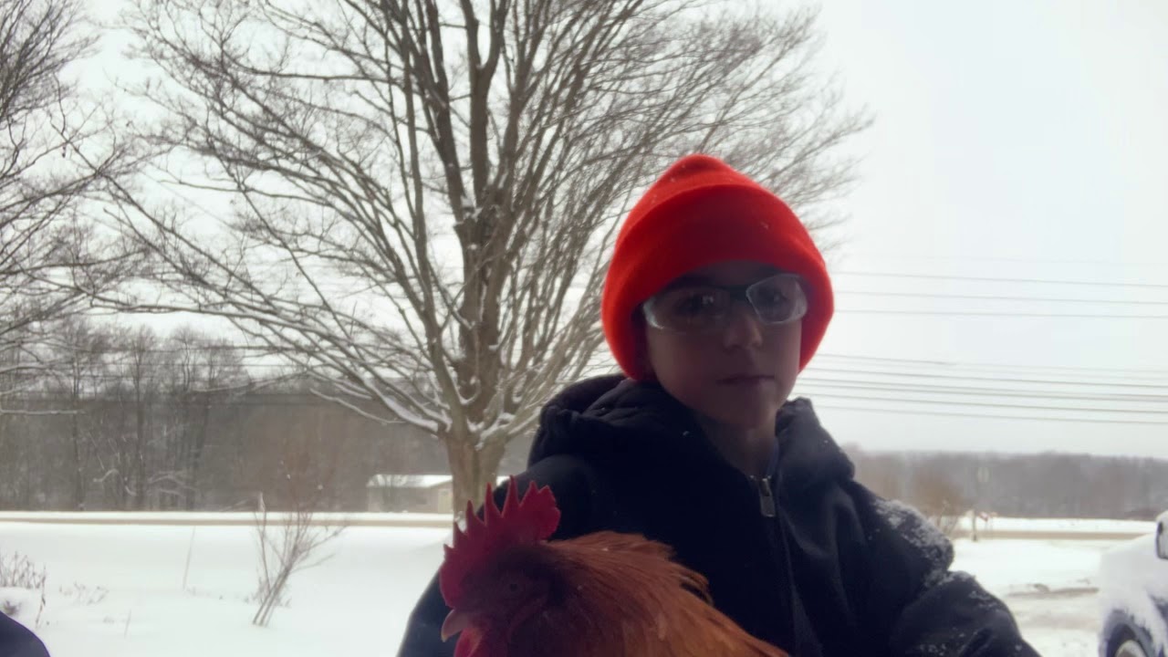 Protecting chicken combs and wattles from frost bite