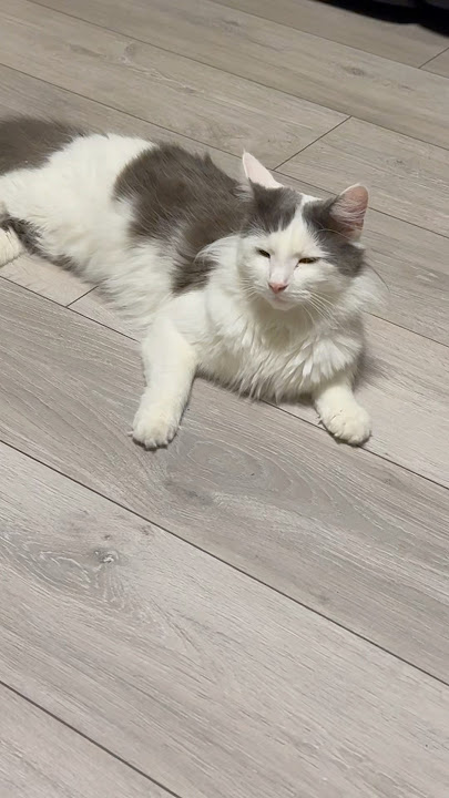 #cute #catshorts #cat #serinrecipe #shortsfeed #pets #youtubeshorts #funny