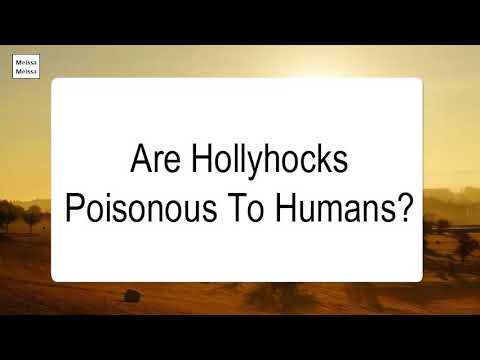 Are Hollyhocks Poisonous To Humans