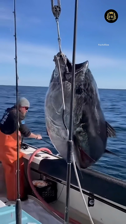 Tuna Isn't Just Expensive Because Of It's Taste 🦈 #shorts
