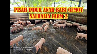 PISAH INDUK ANAK BABI GEMOY NATHALIA FARM 2