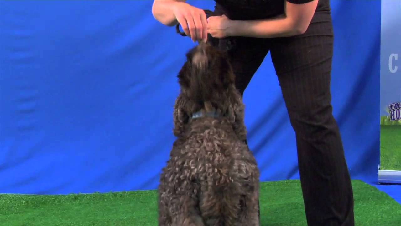 3 Tips For Reading Dog Food Labels How To Read Dog Food Labels