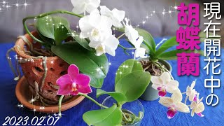 胡蝶蘭 月の雫　超希少種 鉢中には2鉢入ってます。 鉢ごと現品お届け 水栽培・鉢植え】2023年2月。現在開花中の胡蝶蘭たち【穴あき素焼き鉢