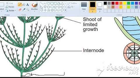 Bsc Part 2. Botany. Division Charophyta(Life cycle of Chara)