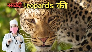 नसबंदी Leopards की । Man Animal Conflicts In Maharastra । Uttarakhand Human Death Due To Animals