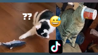 Funny Cats Of TikTok - Compilation 2022