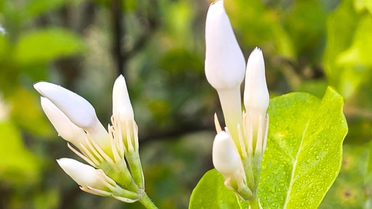  ಮಲ್ಲಿಗೆ ಗಿಡಗಳಲ್ಲಿ ಕಡಿಮೆ ಹೂವು ಆಗುವಾಗ 2 ದಿನದ ಹೂವನ್ನು ಒಟ್ಟಿಗೆ ಸೇರಿಸಿ ಮಾರುಕಟ್ಟೆಗೆ ನೀಡಬಹುದು..  ಅದು ಹೇಗೆ?