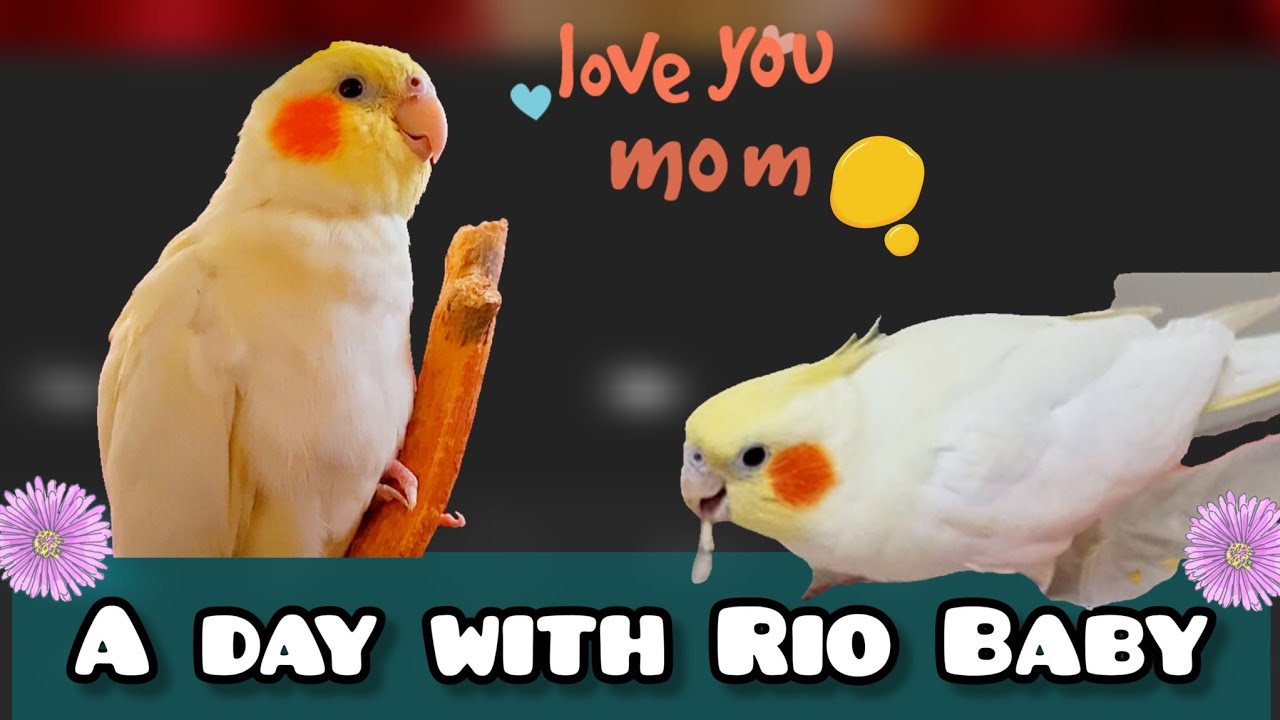 A DAY WITH MY COCKATIEL RIO BABY 💛😍 #cockatiel #parrot #rio # ...