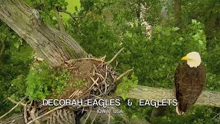 DECORAH EAGLES 🐣🐣🐣 ◕ CHASE IS ON! EAGLET IN FLIGHT CHASING MOM ◕ WHO'S THAT CUTE VISITOR?