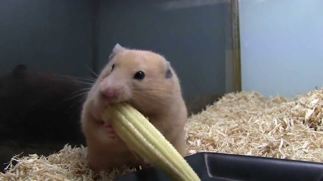 Hamster macht sich die Backen voll!! NOM NOM NOM YouTube