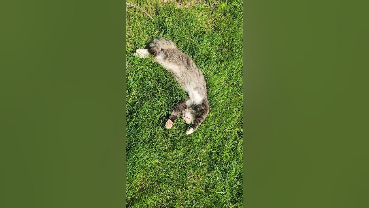 Do You Have A Cat With No Worries We Do YouTube do-you-have-a-cat-with-no-worries-we-do-youtube