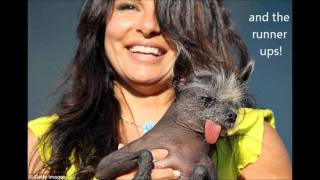 Worlds Ugliest Dog 2011 - Yoda