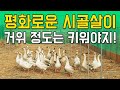 시골일상 | 거위키우기 | 거위밥주기